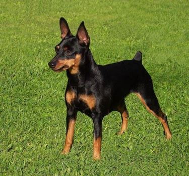 pinscher1