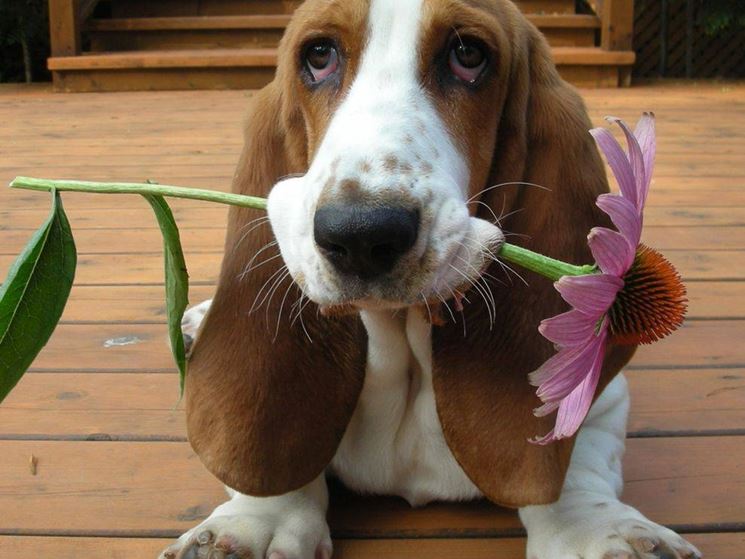 Il bassethound  un cane molto dolce