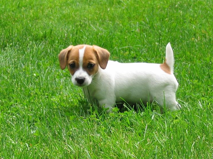 Cucciolo di Jack Russell