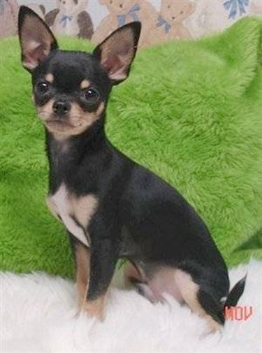 chihuahua