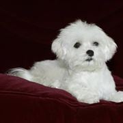 Cane razza maltese