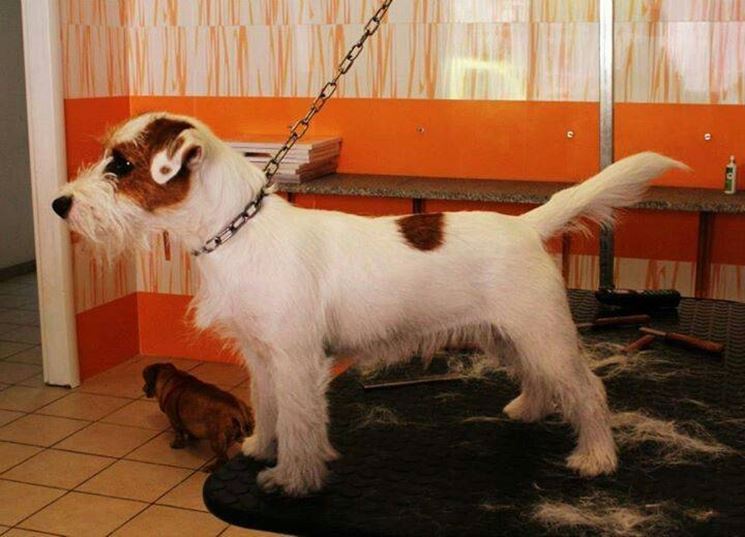 La toelettatura del Jack Russel