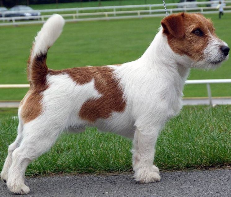 Splendido Jack Russell in mostra