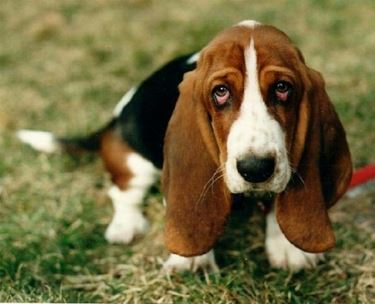 Bassethound