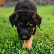 cuccioli pastore tedesco