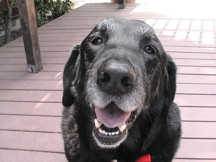 Adottare un cane anziano, significa prima di tutto riempirlo d'amore