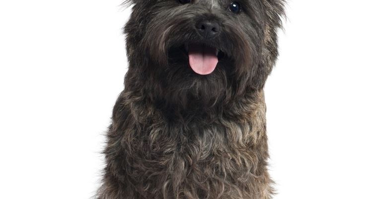 Esemplare di Cairn Terrier