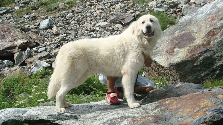 Cane dei Pirenei