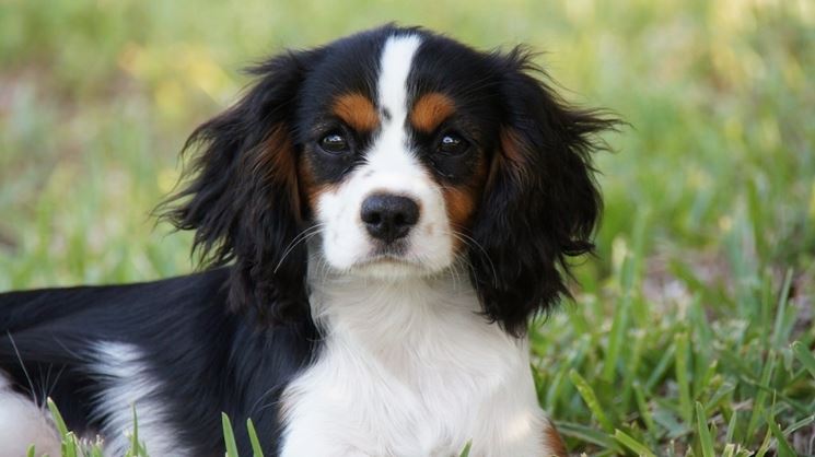 Cavalier King Charles