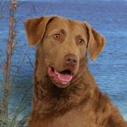 foto del Chesapeake Bay Retriever