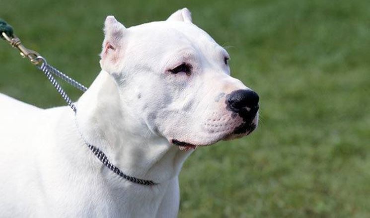 Dogo Argentino