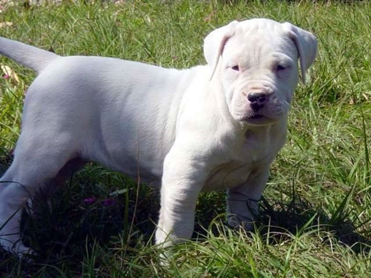 cucciolo