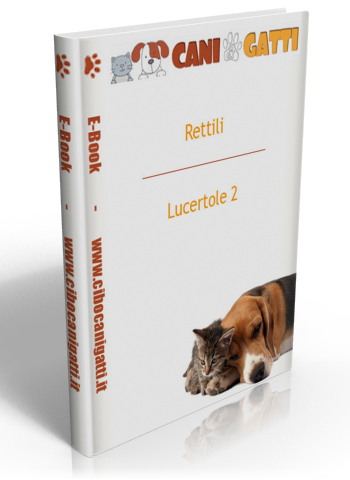 Lucertole 2