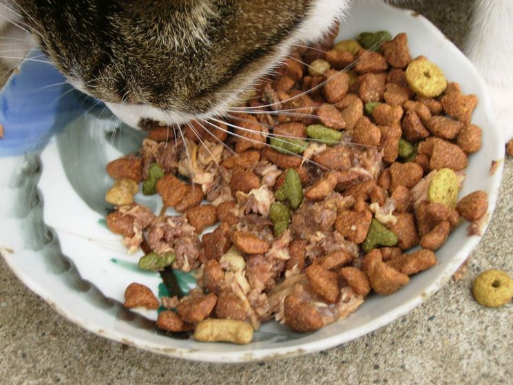 gatto mangia