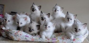 Una splendida cucciolata di gatti