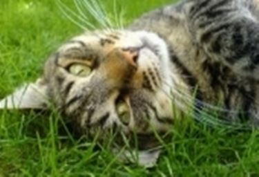 gatto erba