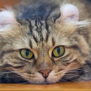 gatti grandi