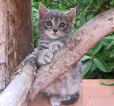 Gatto grigio cucciolo