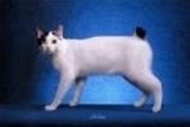 Japanese bobtail PC