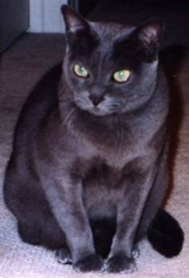 Korat