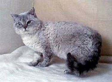 Selkirk rex shorthair