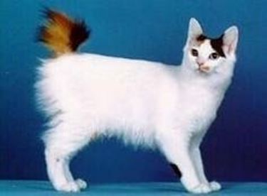 Japanese Bobtail