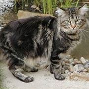 Maine Coon