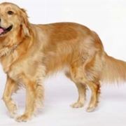 foto del Golden Retriever