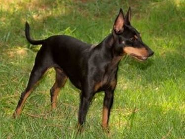 foto manchester terrier