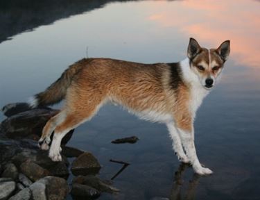 foto norsk lundehund