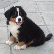 cuccioli cane