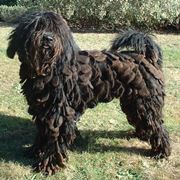 foto del Pastore Bergamasco