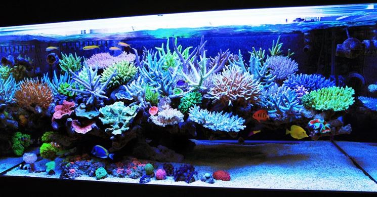 allestimento acquario marino