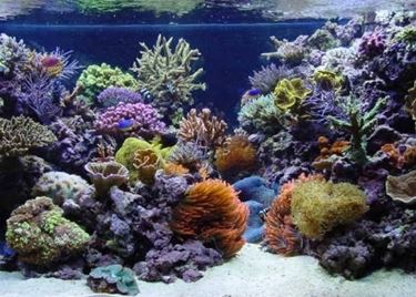 Acquario Di Barriera