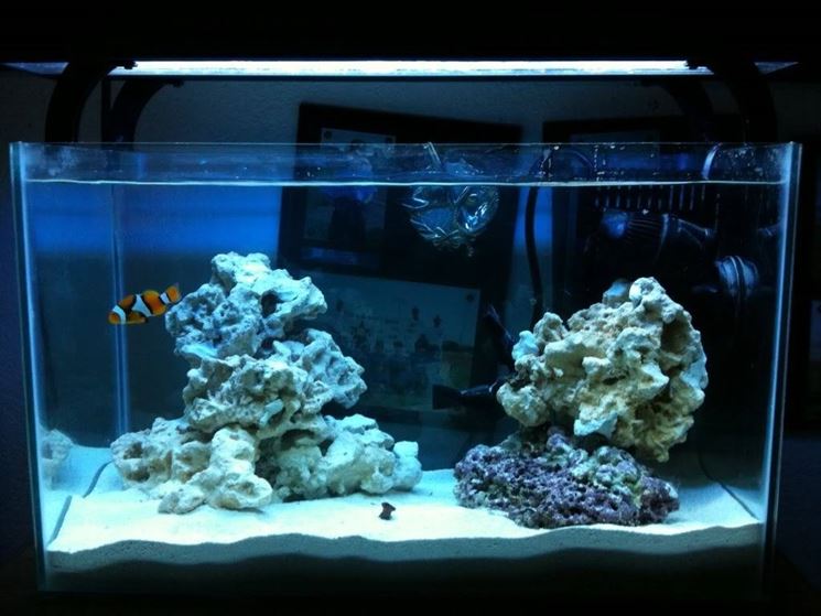 Esempio di acquario con Amphiprion percula.