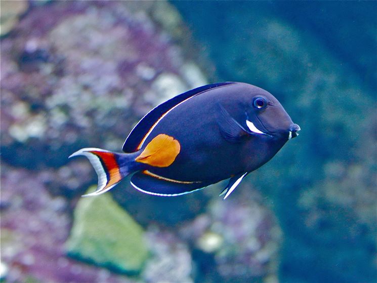 Acanthurus achilles