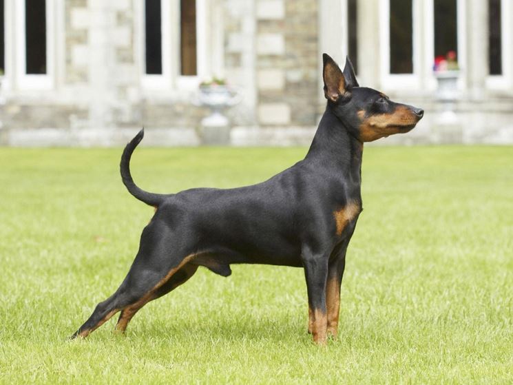 Pinscher Nano