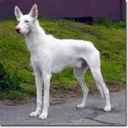 foto del podenco ibicenco