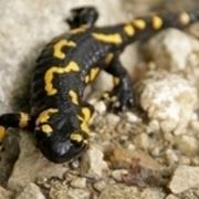 Salamandra pezzata