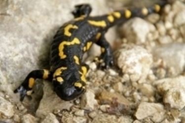 Salamandra pezzata