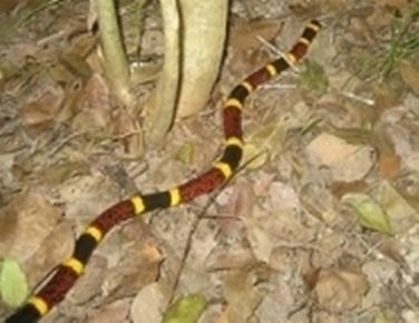 serpente corallo