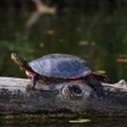 Trachemys scripta elegans