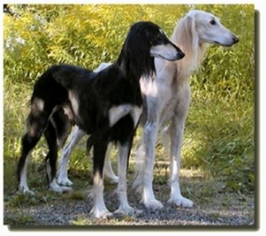 foto del saluki