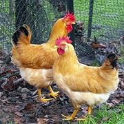 gallina piemontese