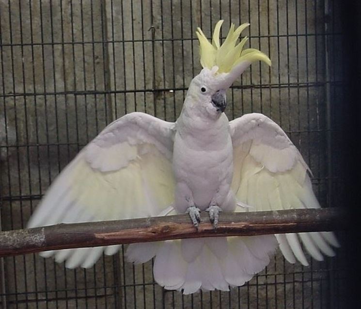 Pappagallo cacatua