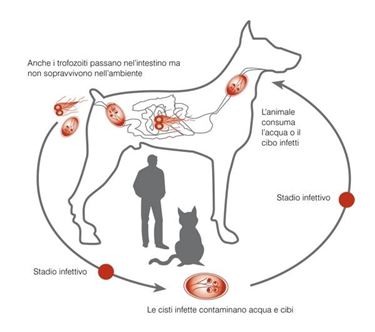 Ciclo della giardia nel cane