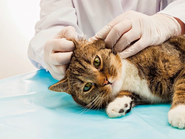 Veterinari gatti