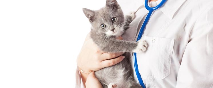 Veterinari gatti